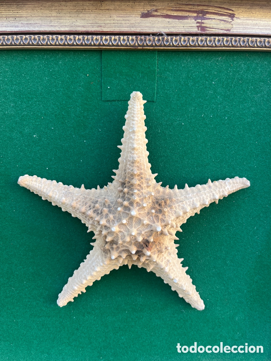 Segunda mano: Estrella marina, enmarcada. Es actual. - Foto 2