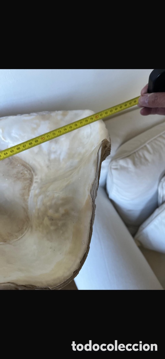 Segunda mano: Tridagna gigante preciosa - Foto 3