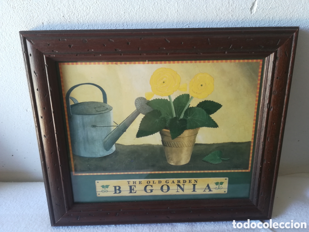 Segunda mano: Cuadros l&aacute;minas plantas - Foto 3