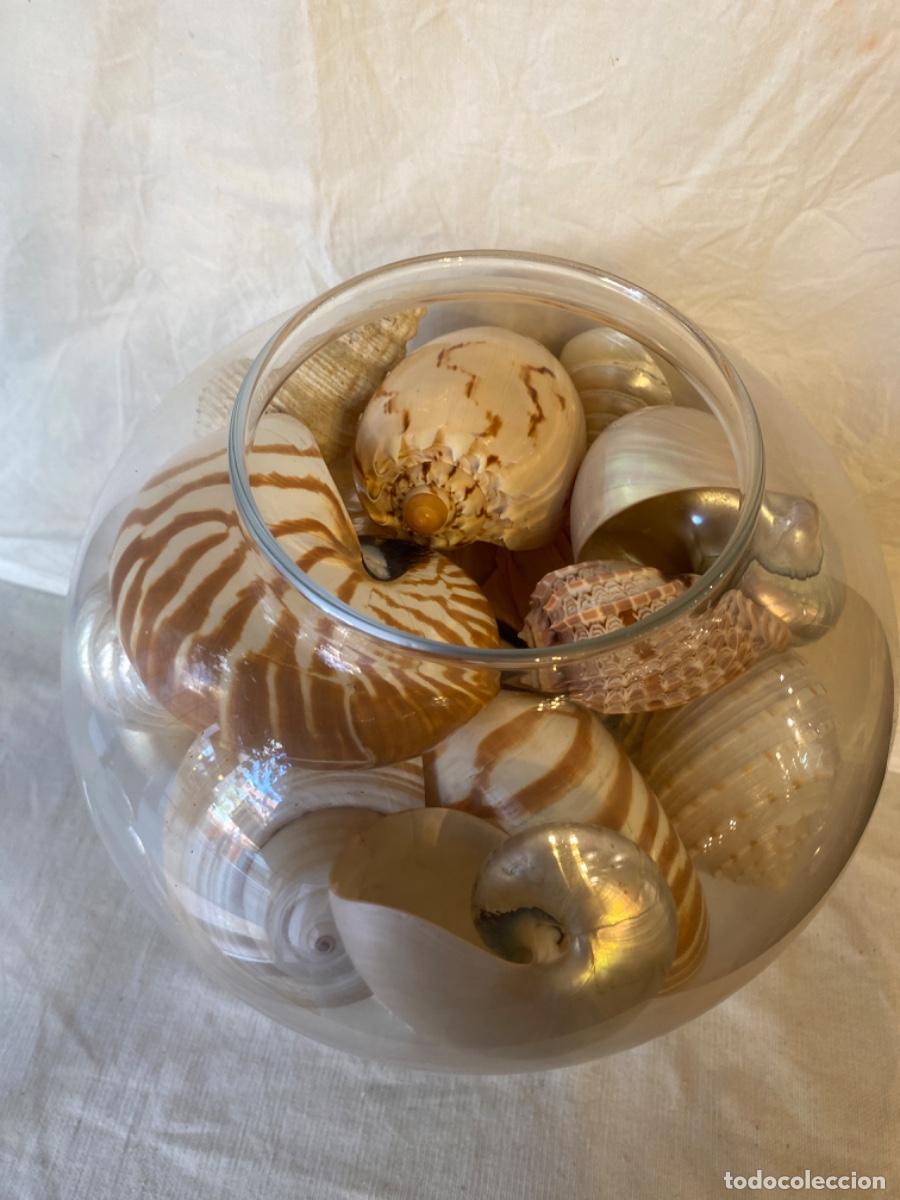 Segunda mano: GRAN RECIPIENTE DE CRISTAL CON NAUTILUS Y CARACOLAS. - Foto 4