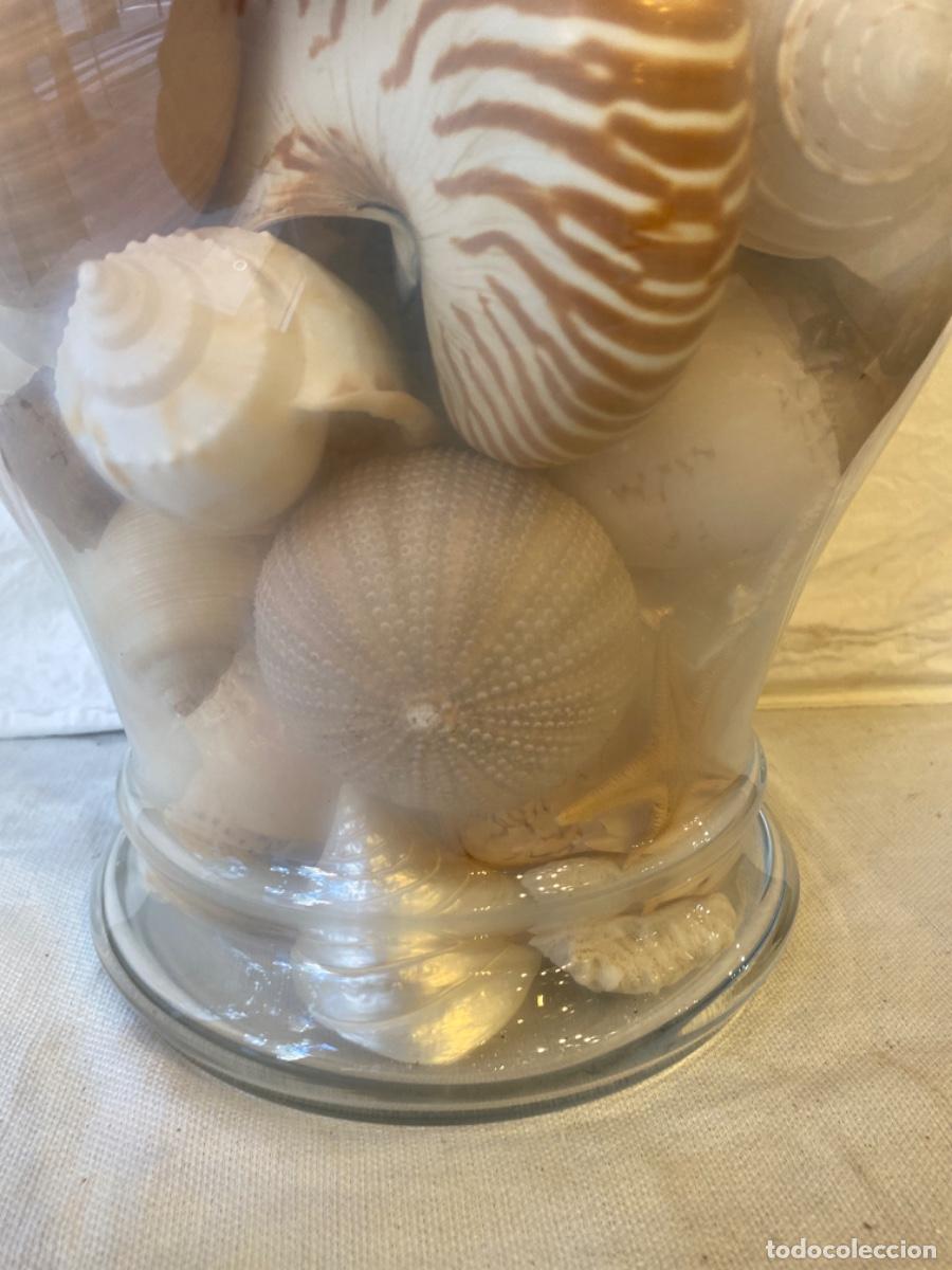 Segunda mano: GRAN RECIPIENTE DE CRISTAL CON NAUTILUS Y CARACOLAS. - Foto 5