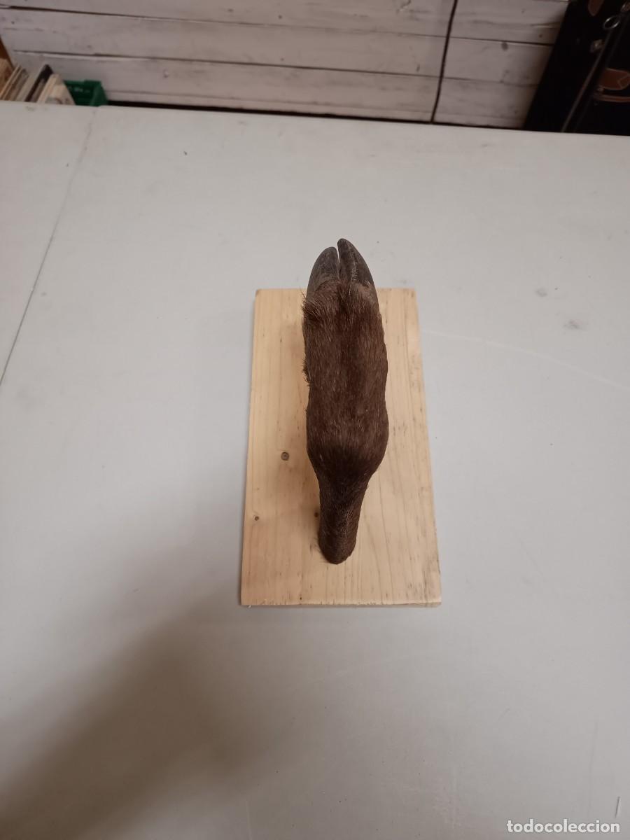 Segunda mano: Colgador de pata de ciervo - Foto 1