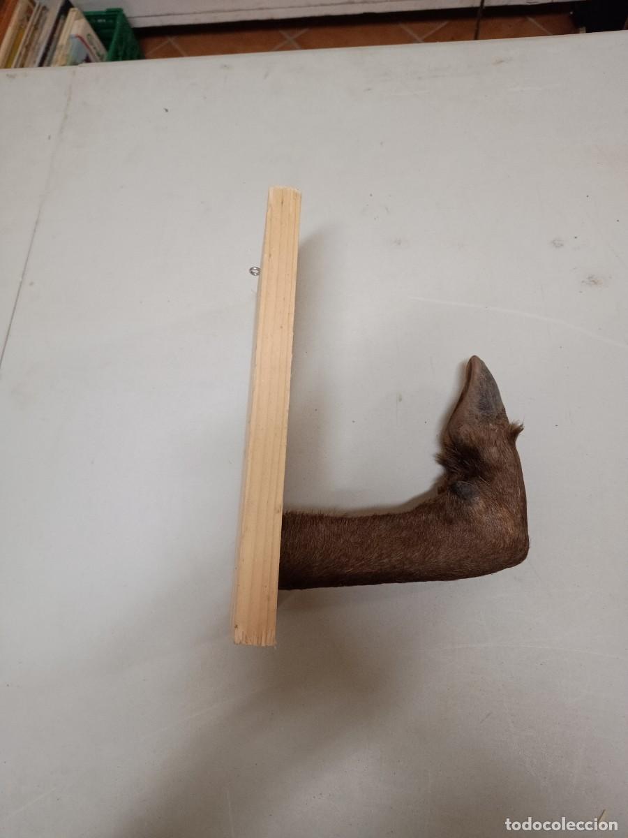 Segunda mano: Colgador de pata de ciervo - Foto 2