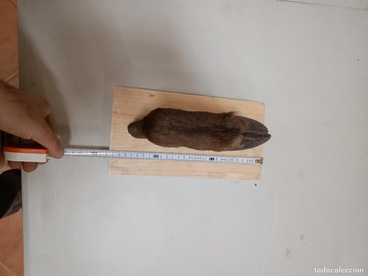 Segunda mano: Colgador de pata de ciervo - Foto 3
