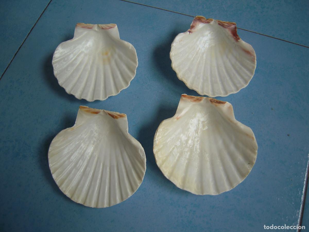 Segunda Mano: Lote cuatro conchas vieira