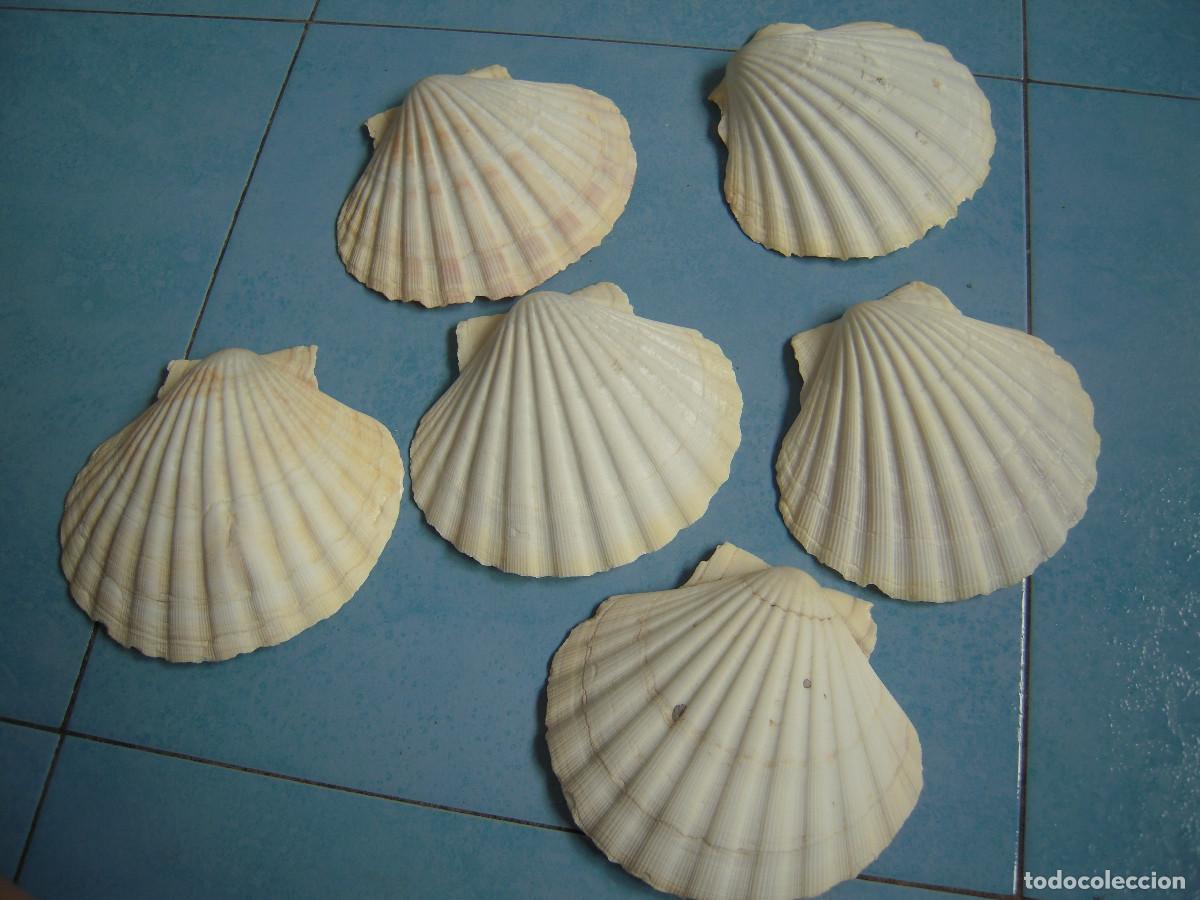 Segunda Mano: Lote seis conchas vieira