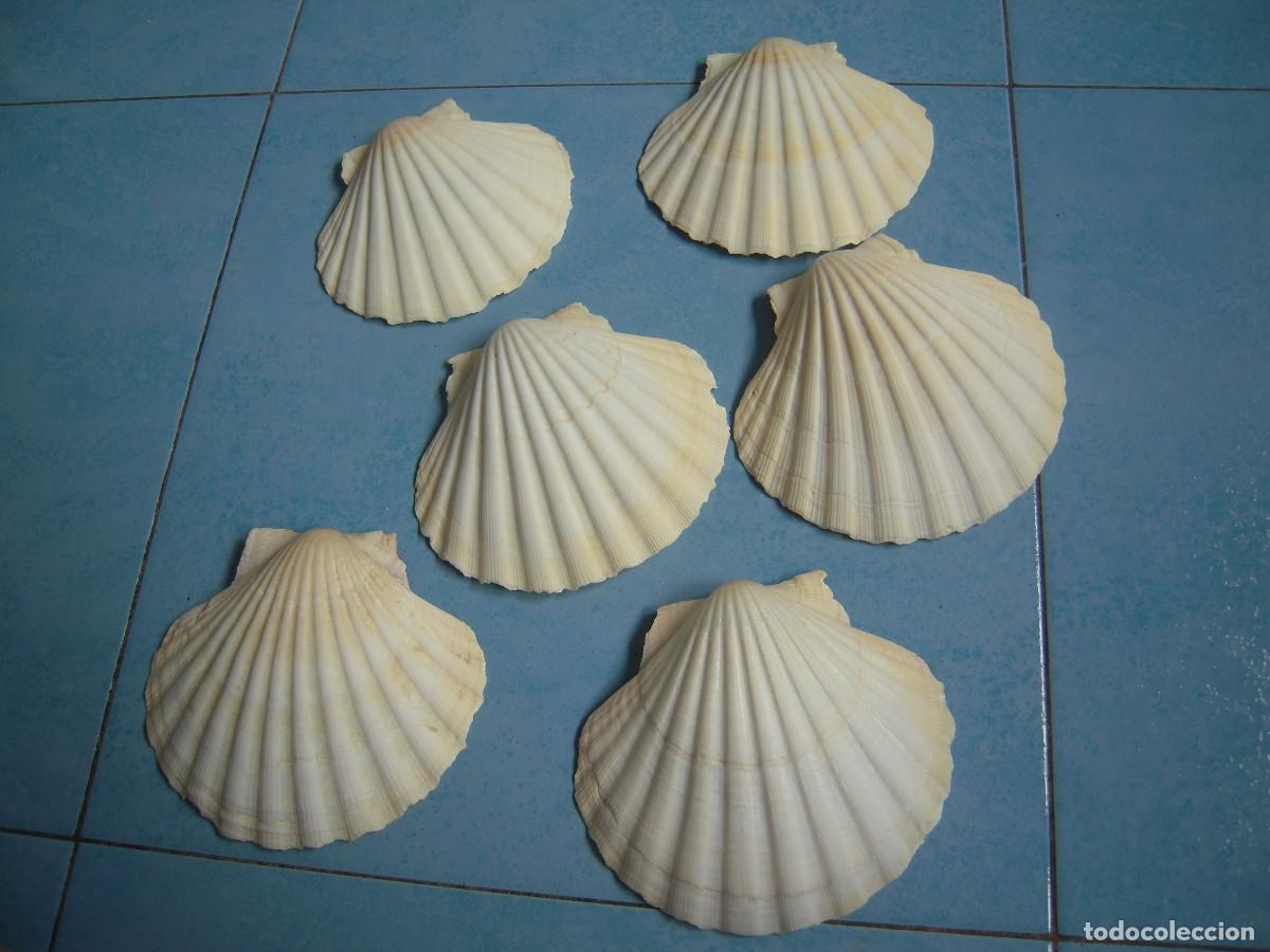 Segunda Mano: Lote seis conchas vieira