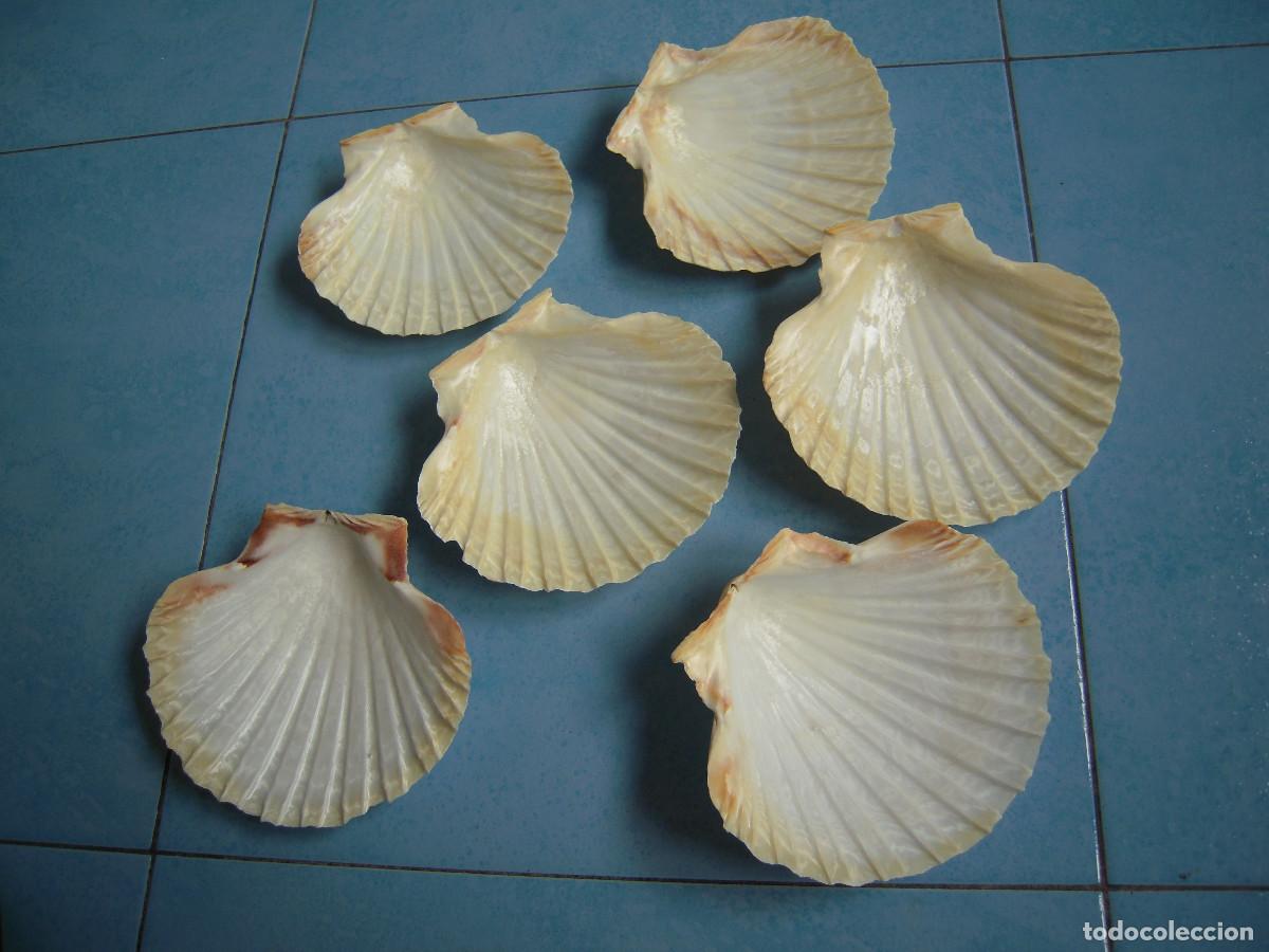 Segunda mano: Lote seis conchas vieira - Foto 2