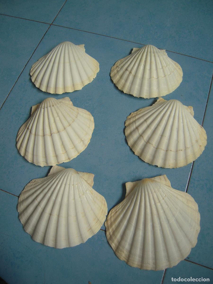 Segunda Mano: Lote seis conchas vieira