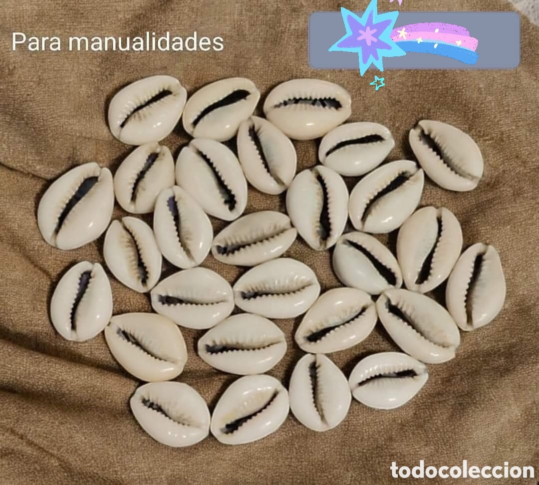 Segunda mano: :::: V89 - LOTE DE CARACOLAS PARA MANUALIDADES - Foto 1