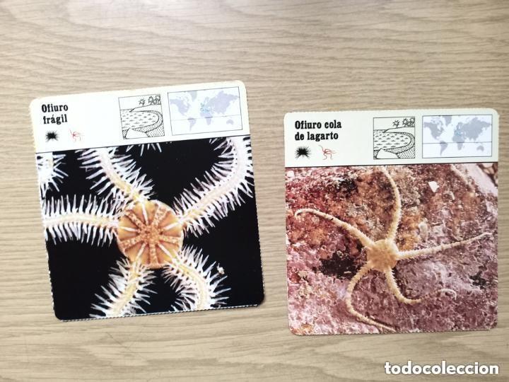 Segunda mano: FICHAS ANIMALES - OFIURO FRAGIL - OFIURO DE LAGARTO