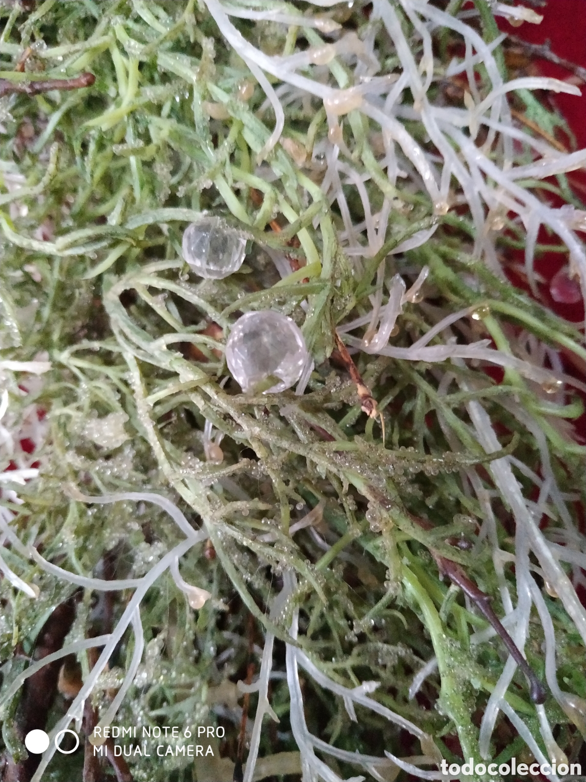 Segunda mano: Rueda de navidad artificial reproduciendo helada - Foto 8