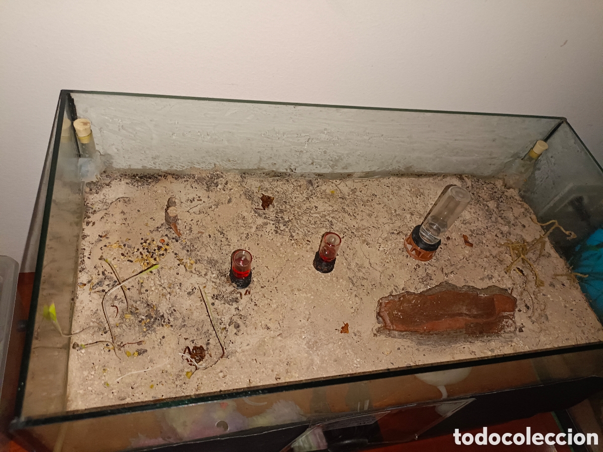 Segunda mano: Hormiguero terrario Cataglyphis - Foto 2