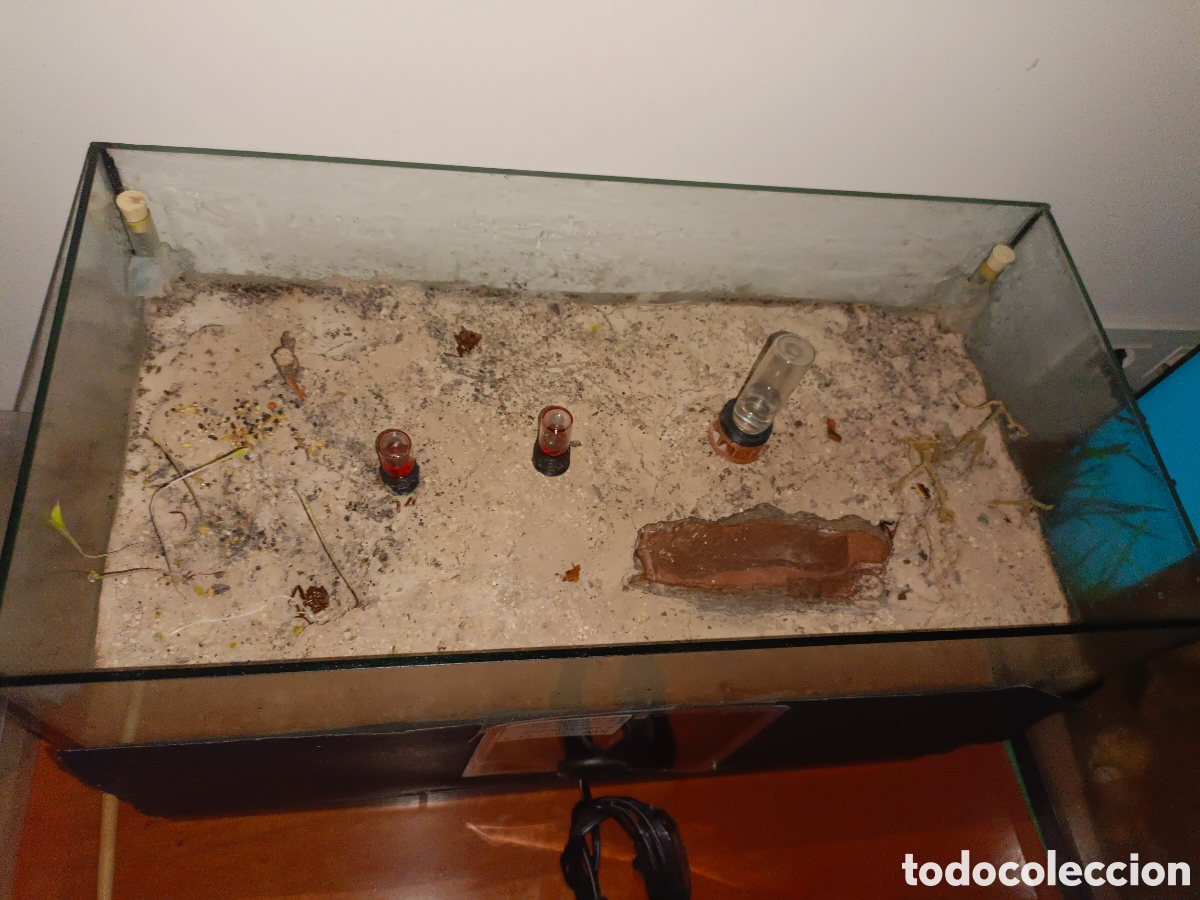 Segunda mano: Hormiguero terrario Cataglyphis