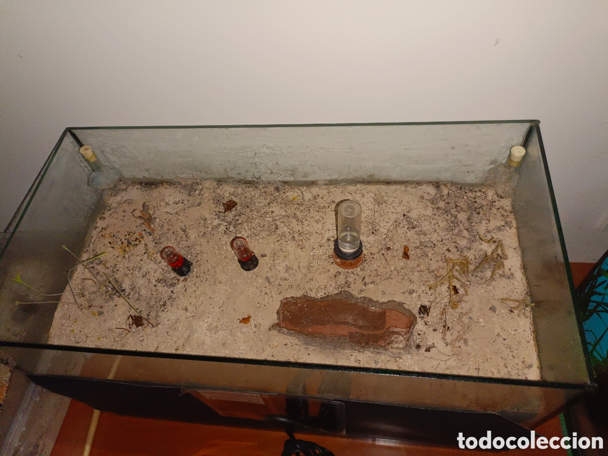Segunda mano: Hormiguero terrario Cataglyphis - Foto 4
