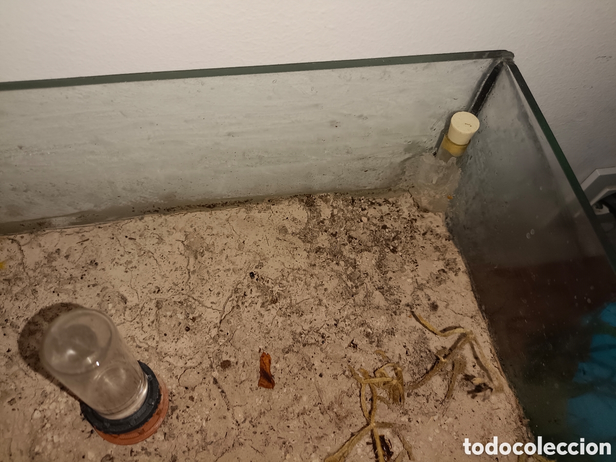 Segunda mano: Hormiguero terrario Cataglyphis - Foto 9