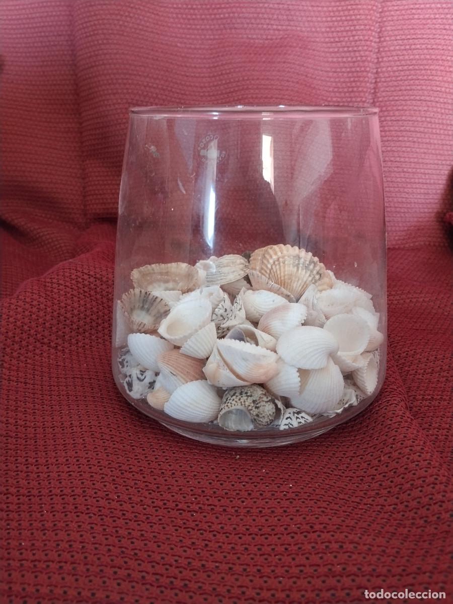 Segunda mano: Jarr&oacute;n cil&iacute;ndrico de vidrio con conchas marinas decorativas