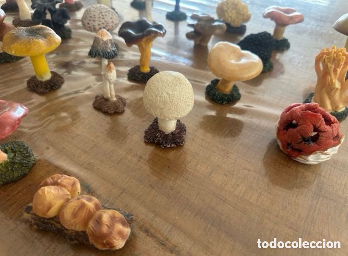 Segunda mano: Colecci&oacute;n de 33 setas y hongos - Foto 3