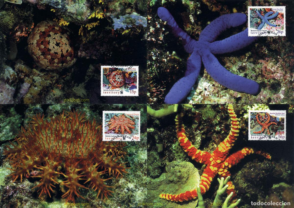 Sellos: 7507 MNH OCEANO INDICO BRITANICO 2001 ESTRELLAS DE MAR
