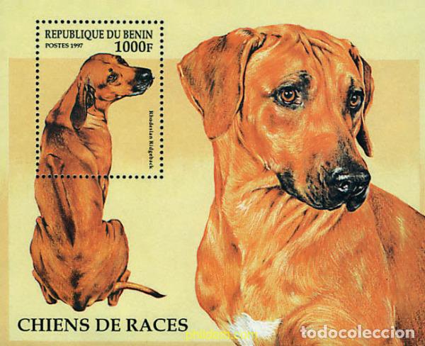 Sellos: 51481 MNH BENIN 1997 PERROS DE RAZA