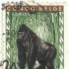 Sellos: ❤️ SELLO DEL CONGO BELGA: GORILA ORIENTAL (GORILLA BERINGEI), 1959-60, 1 FRANCO BELGA ❤️