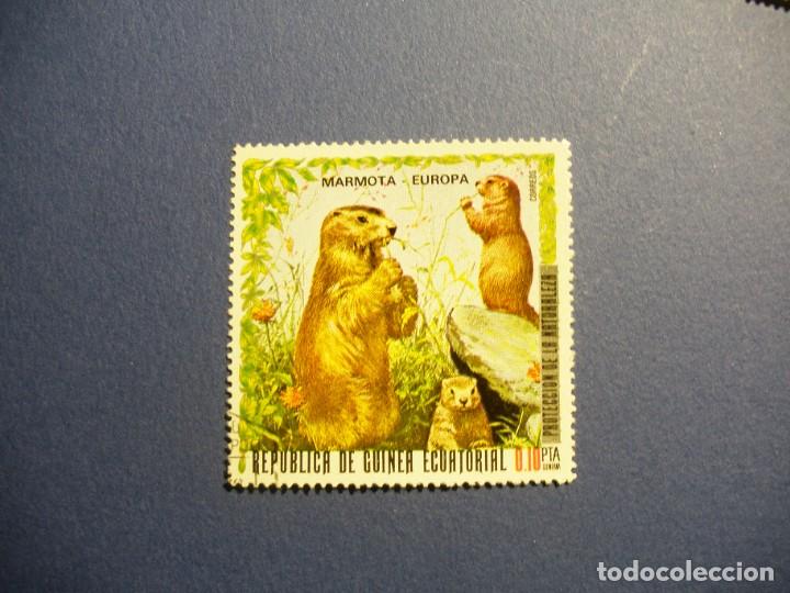 Briefmarken: GUINEA ECUATORIAL - FAUNA - PROTECCION DE LA NATURALEZA - MARMOTA