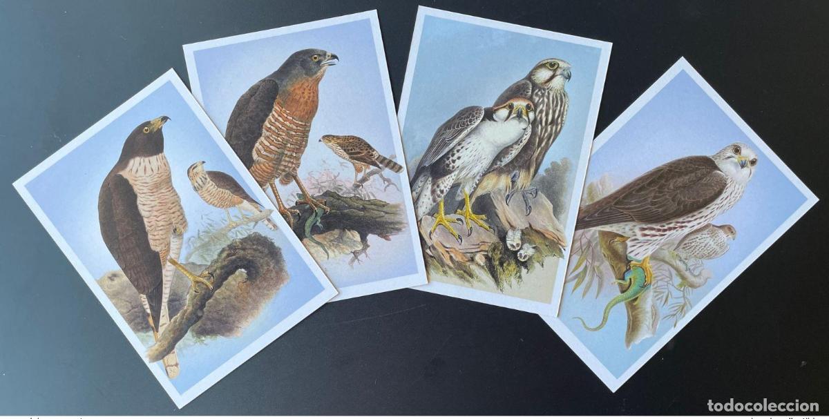 Sellos: Liberia 2022 Mi.? Ave rapaz completa Rapace Greifvogel Falcon Falco