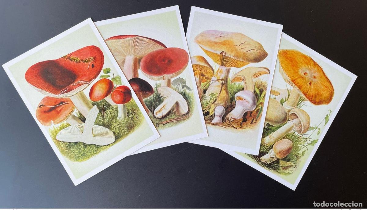 Sellos: Liberia 2022 Mi.? Papeler&iacute;a: Ganzache integral hongos y Pilz