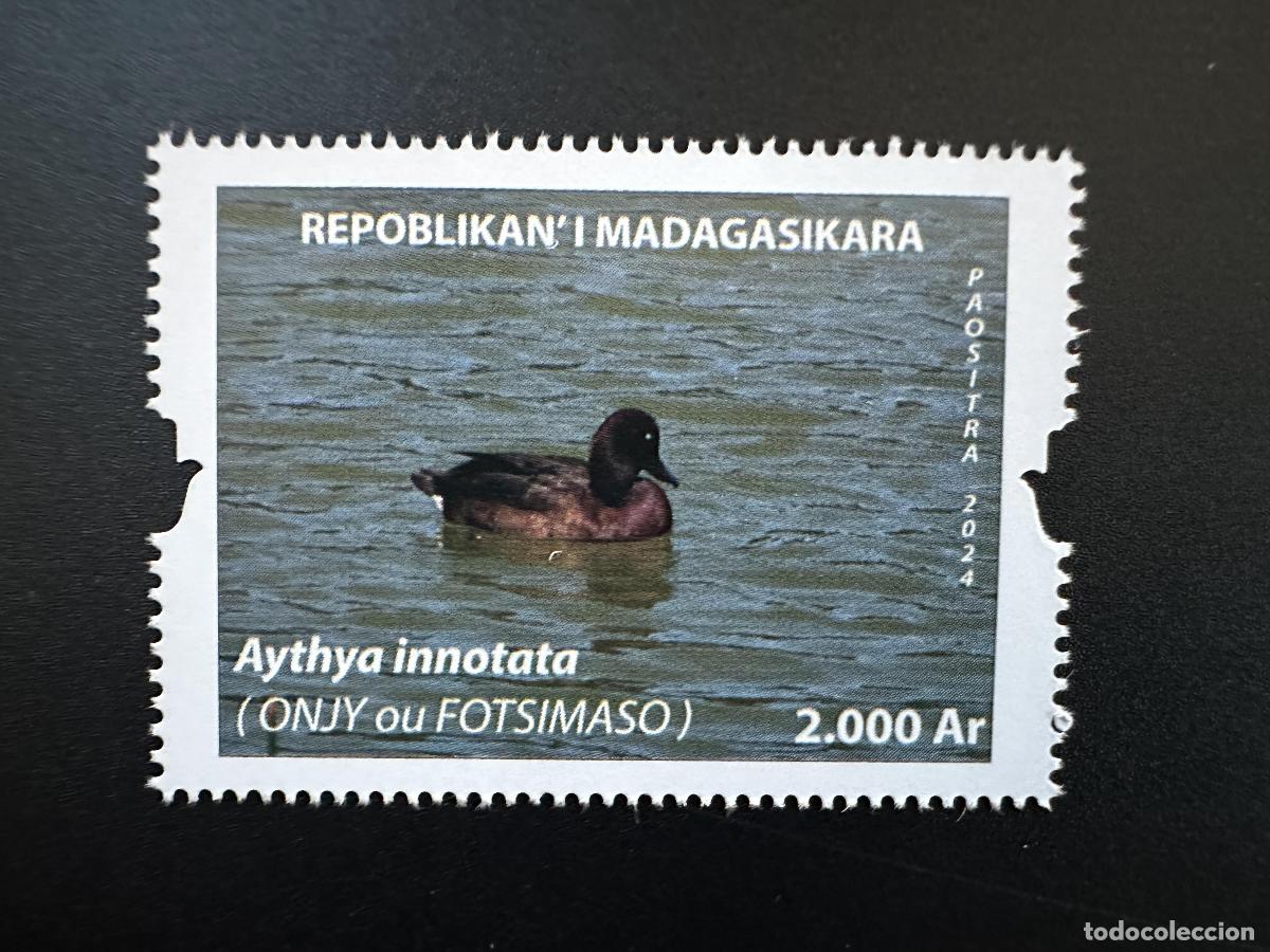 Sellos: Madagascar 2024/2025 Mi.? Pato p&aacute;jaro Aythya innotata Fotsimaso