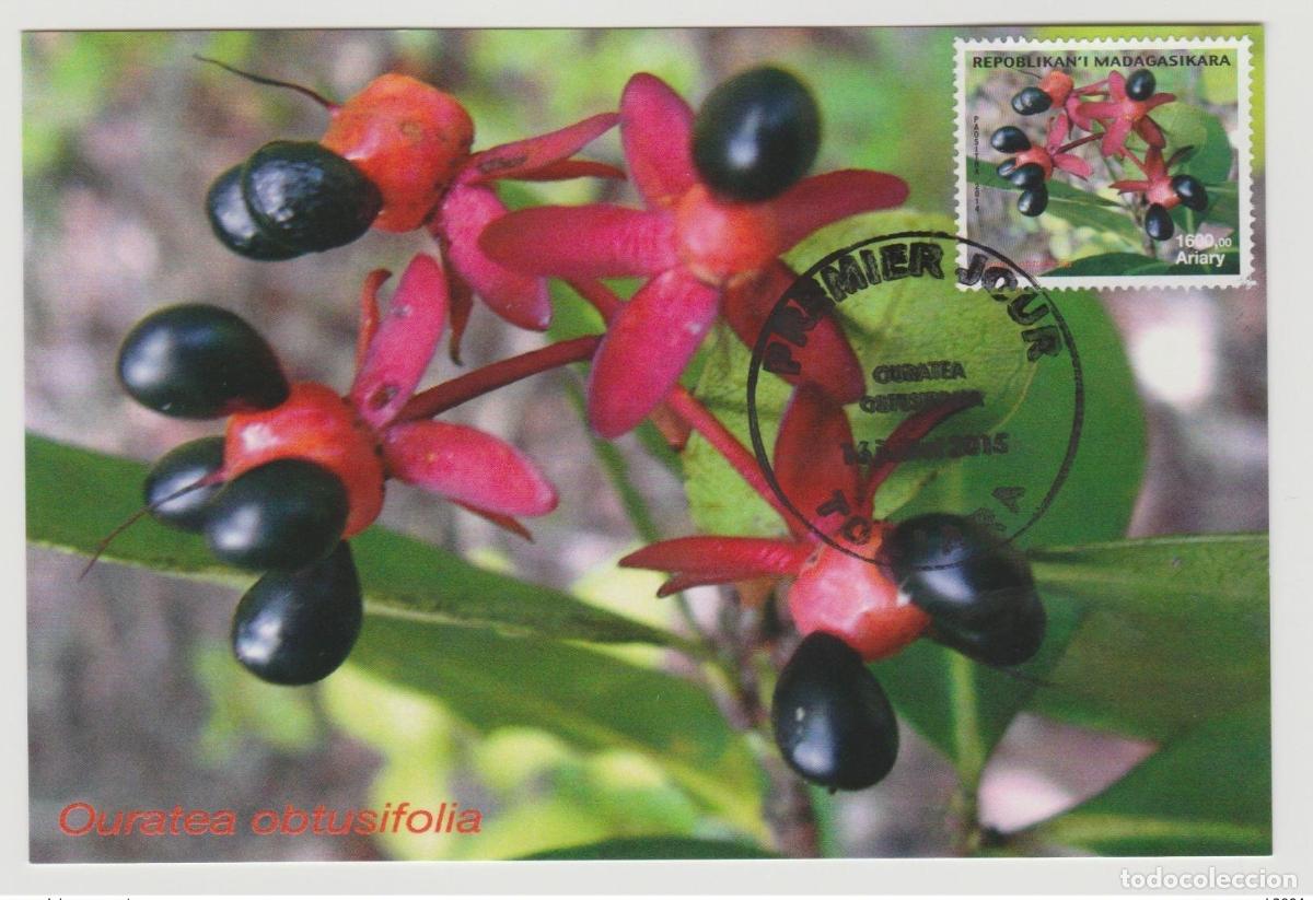 Sellos: Tarjeta m&aacute;xima Madagascar 2015 Mi. 2684 Flor Blume Orqu&iacute;dea