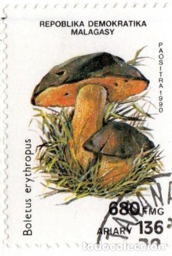 Sellos: Madagascar. Boletus. 1990. YT-582. Usado