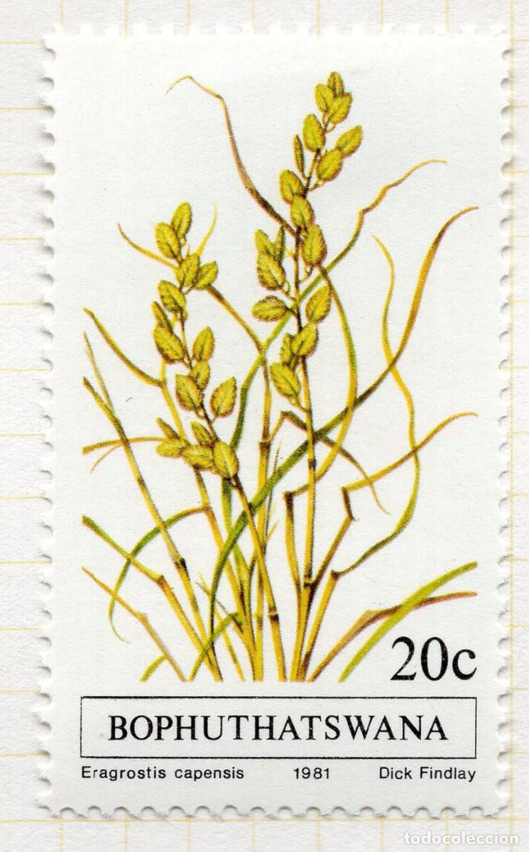 Sellos: BOPHUTHATSWANA 1981 STAMP MICHEL ZA-BP 82