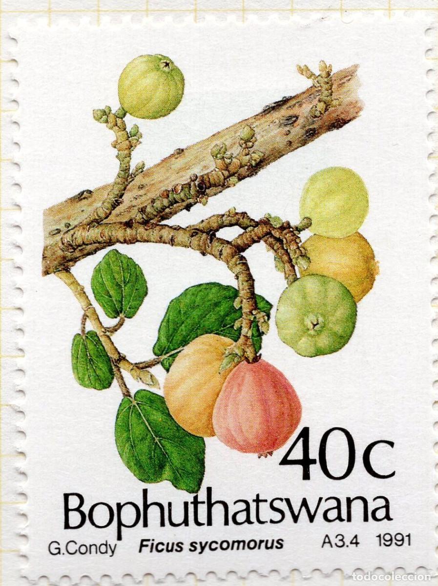Sellos: BOPHUTHATSWANA 1991 STAMP MICHEL ZA-BP 259