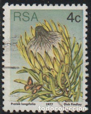 Sellos: Sudafrica 1977 Scott 478 Sello &ordm; Flora Plantas Arbusto de az&uacute;car de hoja larga (Protea longifolia)
