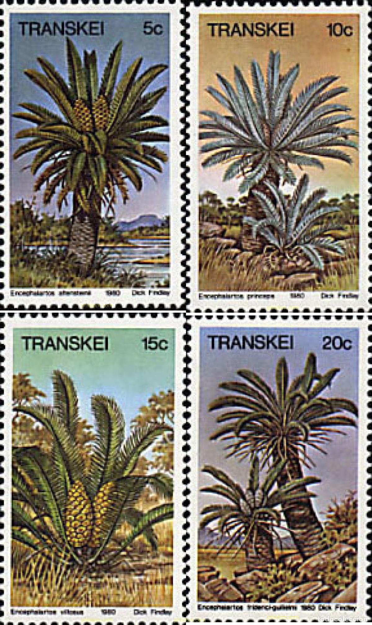 Sellos: 37981 MNH TRANSKEI 1980 PALMERAS