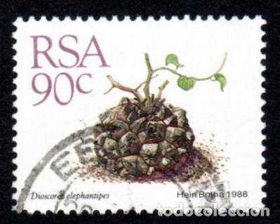 Sellos: R. Sud&aacute;frica. Dioscorea elephantipes. 1988. YT-672. Usado