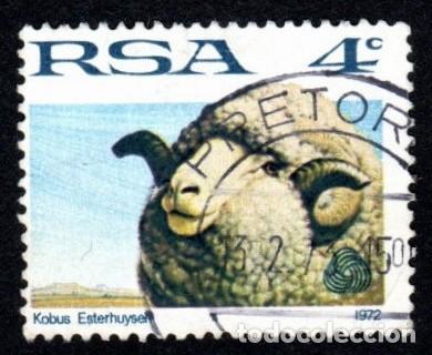 Sellos: R. Sud&aacute;frica. Oveja Merino. 1972. YT-335. Usado