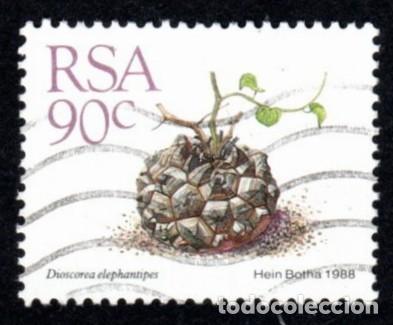 Sellos: R. Sud&aacute;frica. Dioscorea elephantipes. 1988. YT-672. Usado