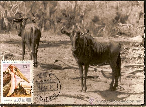Sellos: Mo&ccedil;ambique & Postal M&aacute;ximo, Animais Protegidos, Aves e GNU 1981 (5) - Foto 1