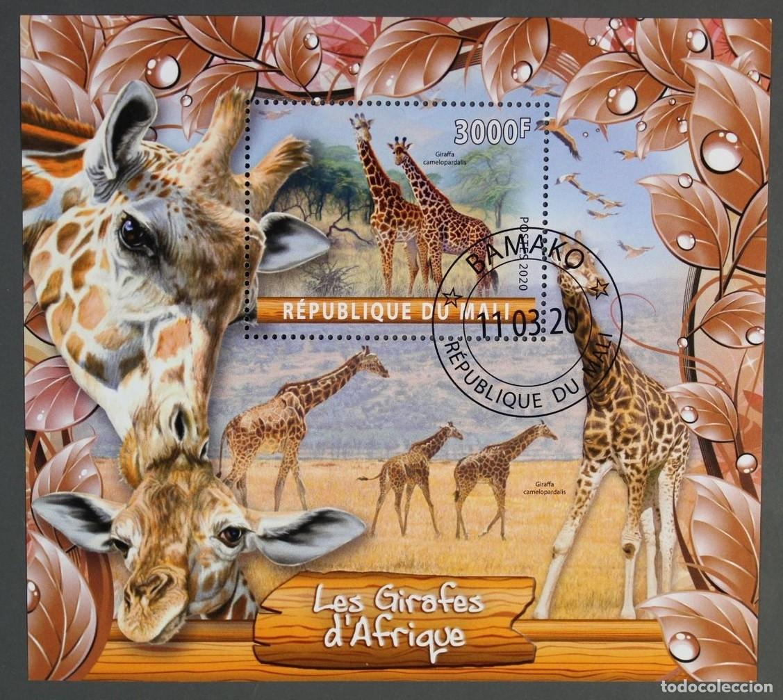Sellos: MALI 2020 SHEET USED MNH FAUNA MAMIFEROS JIRAFAS GIRAFES GIRAFFES GIRAFFEN GIRAFAS WILDLIFE