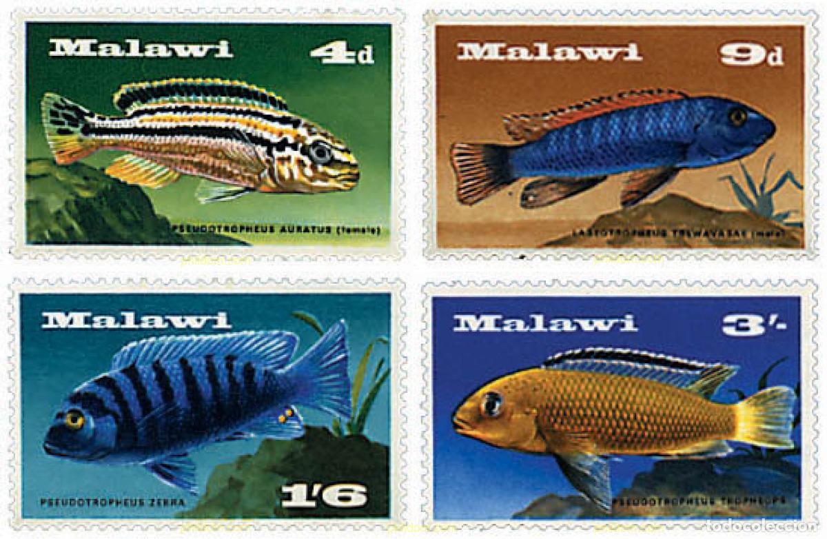 Sellos: 91934 MNH MALAWI 1967 PECES DE MALAWI