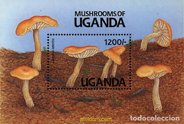 Sellos: 296804 MNH UGANDA 1991 SETAS