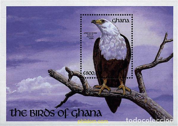 Sellos: 317414 MNH GHANA 1991 AVES