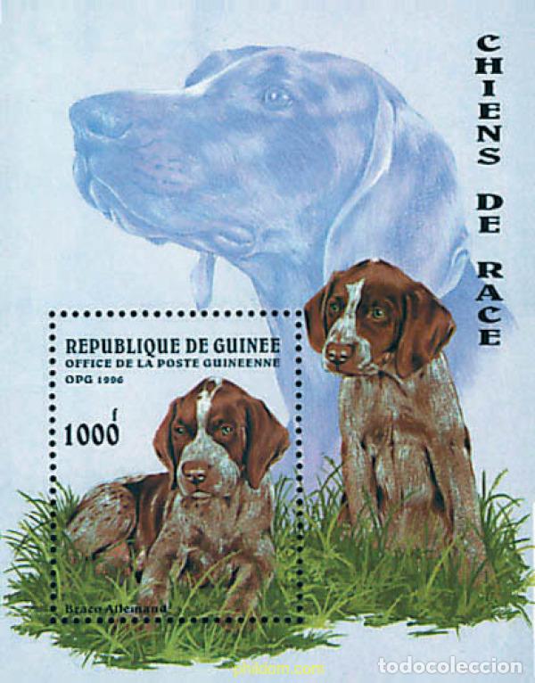 Sellos: 49305 MNH GUINEA 1996 PERROS DE RAZA