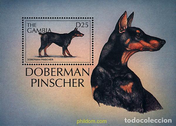 Sellos: 317020 MNH GAMBIA 1997 PERROS DEL MUNDO
