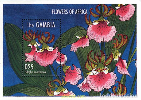 Sellos: 316981 MNH GAMBIA 1995 FLORES AFRICANAS