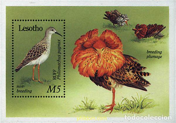 Sellos: 31548 MNH LESOTHO 1989 FAUNA