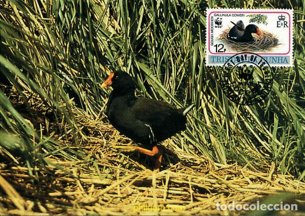 Sellos: 274882 MNH TRISTAN DA CUNHA 1991 POLLA DE AGUA DE GOUGH, SEMILLERO DE GOUGH