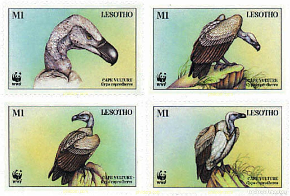 Sellos: 74191 MNH LESOTHO 1998 BUITRE DE EL CABO