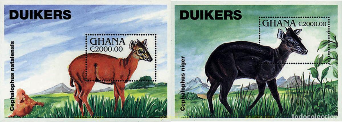 Sellos: 70149 MNH GHANA 1994 ANTILOPES